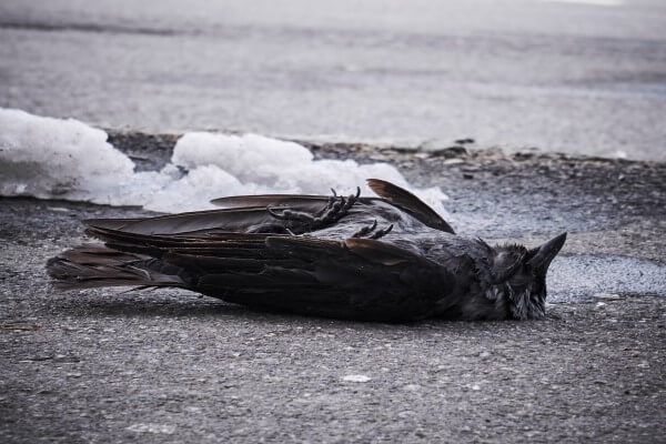 PEST CONTROL BROXBOURNE, Hertfordshire. Services: Dead Animal Removal. Expert Dead Animal Removal Services in Broxbourne