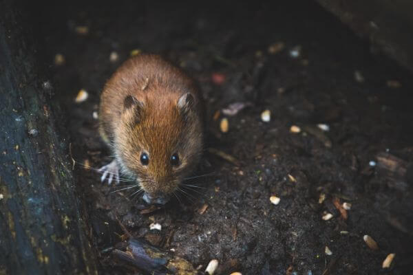 PEST CONTROL BROXBOURNE, Hertfordshire. Pests Our Team Eliminate - Mice.